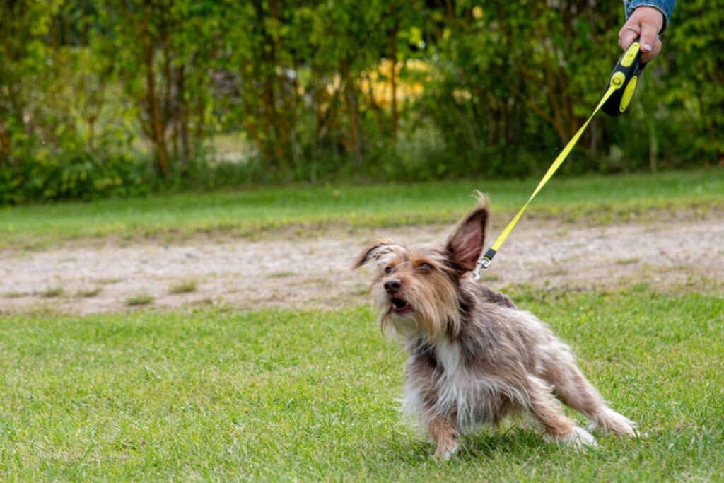 Cachorro, usando coleira, resistindo a andar