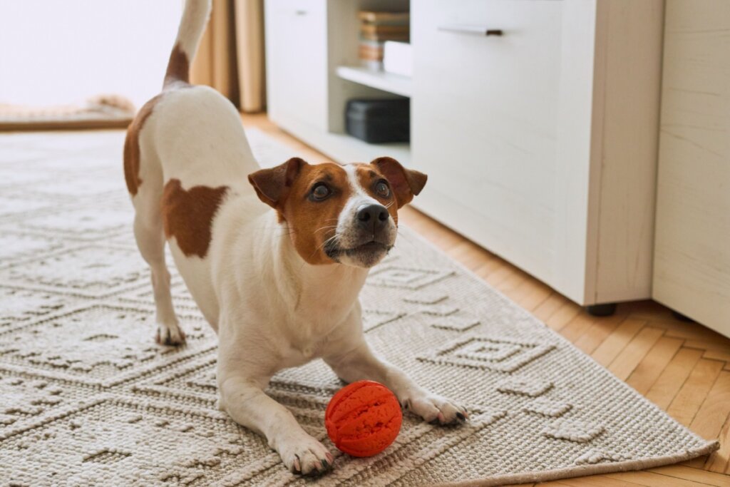 Cachorro em um tapete brincando com bolinha 
