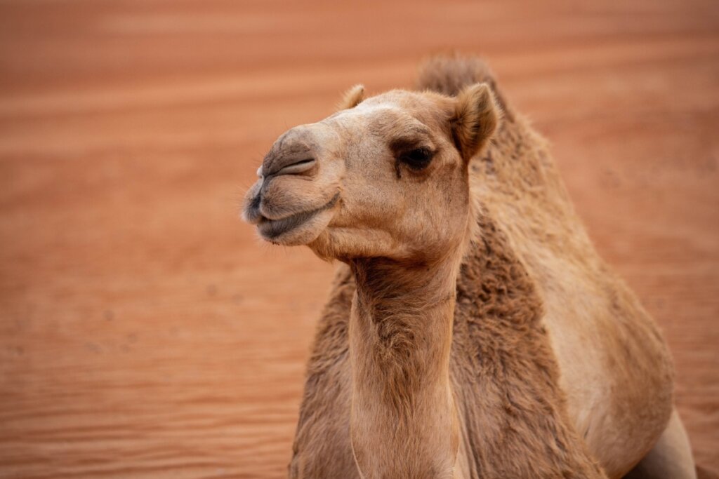 Foto com foco no rosto de um camelo no deserto 