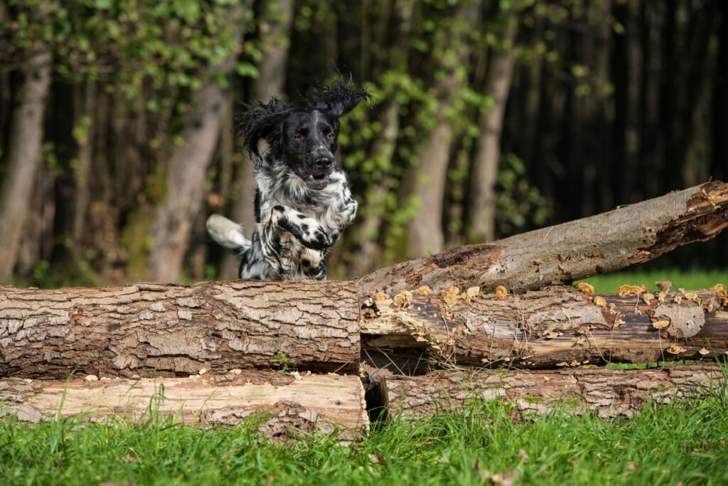 Cachorro da raça Great Munsterlander correndo e pulando um tronco de árvore