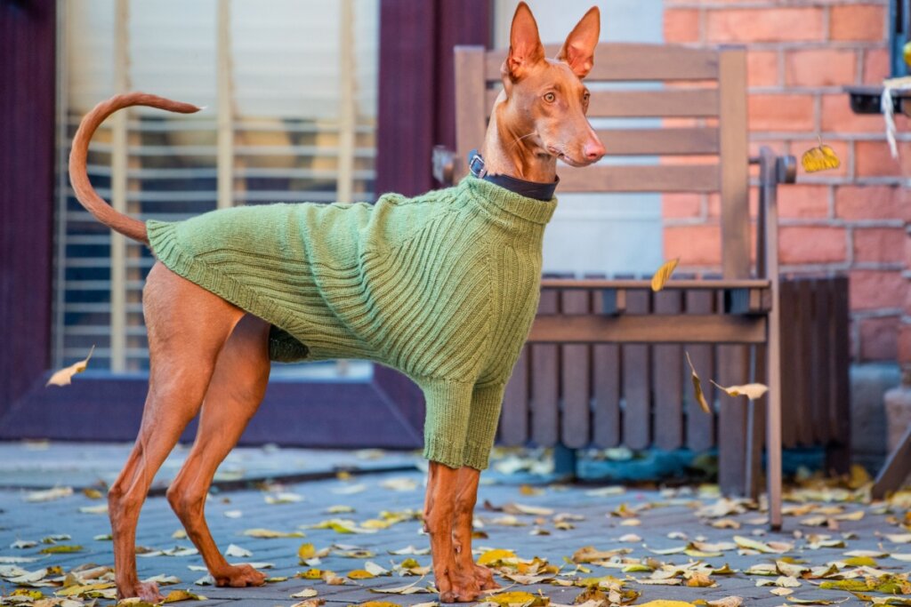 Cachorro da raça Pharaoh hound, usando roupa de frio verde, em pé e olhando para frente