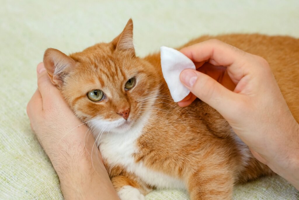 Mãos limpando os olhos de um gato, com pelagem bege e branca, deitado