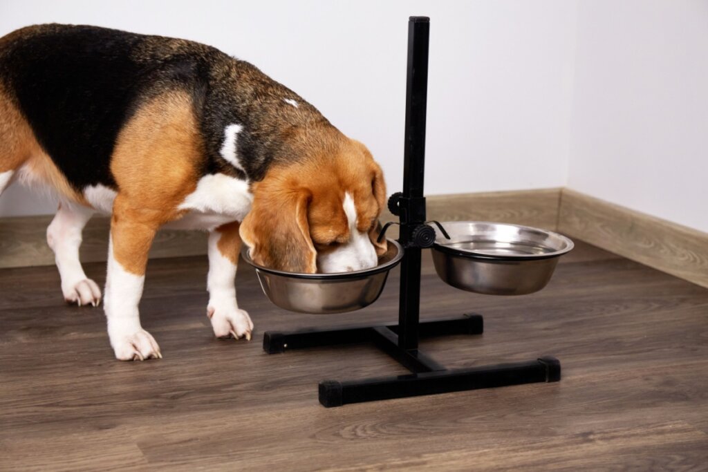 Cachorro com pelagem branca, bege e preta, comendo em um comedouro  