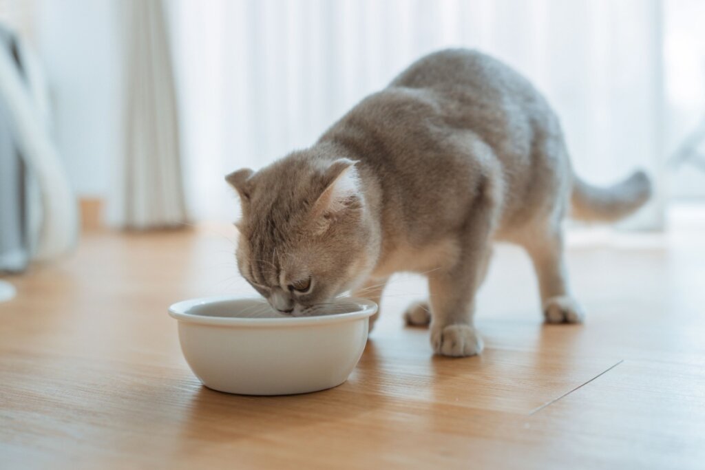 Gato com pelagem cinza comendo em pote branco