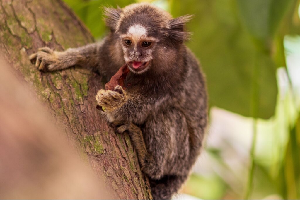 Sagui apoiado em tronco de árvore enquanto segura alimento em meio à vegetação