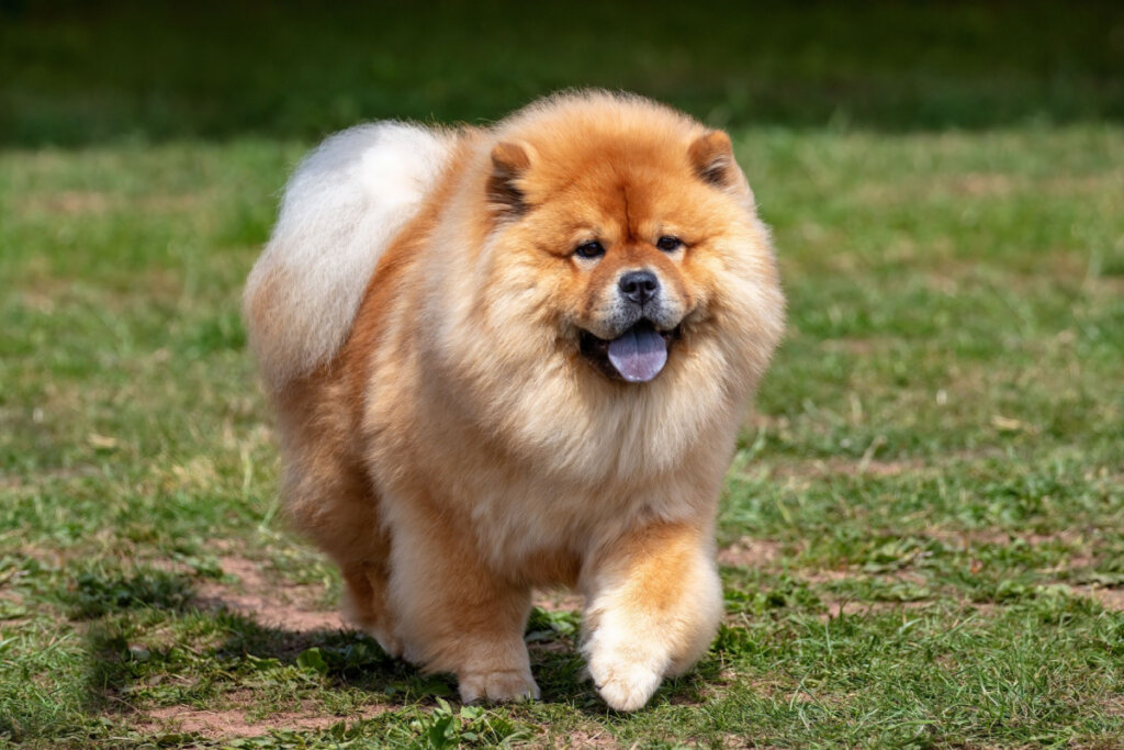 Chow chow correndo na grama verde e mostrando a língua 