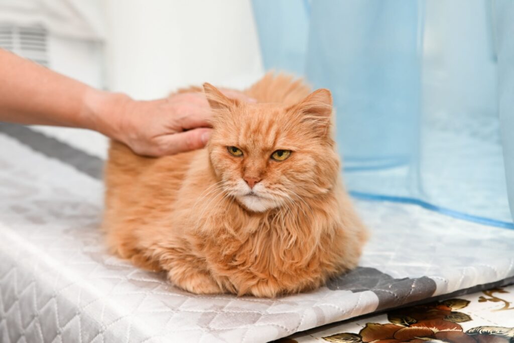 Gato peludo de cor laranja deitado em uma superfície clara enquanto recebe o carinho de uma mão humana em suas costas. Ao fundo, detalhes em tons de azul e branco completam o cenário doméstico.