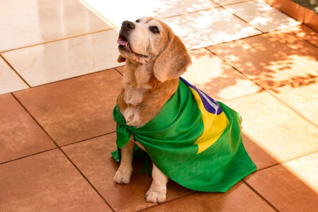 Cachorro da raça beagle posando com a bandeira do Brasil sobre o corpo em área externa iluminada pelo sol