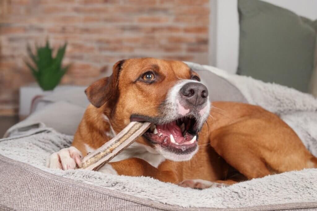 A imagem mostra um cachorro de porte médio, com pelagem marrom e branca, deitado em uma cama macia enquanto mastiga um osso. O animal parece relaxado e entretido, com a boca aberta segurando o objeto.