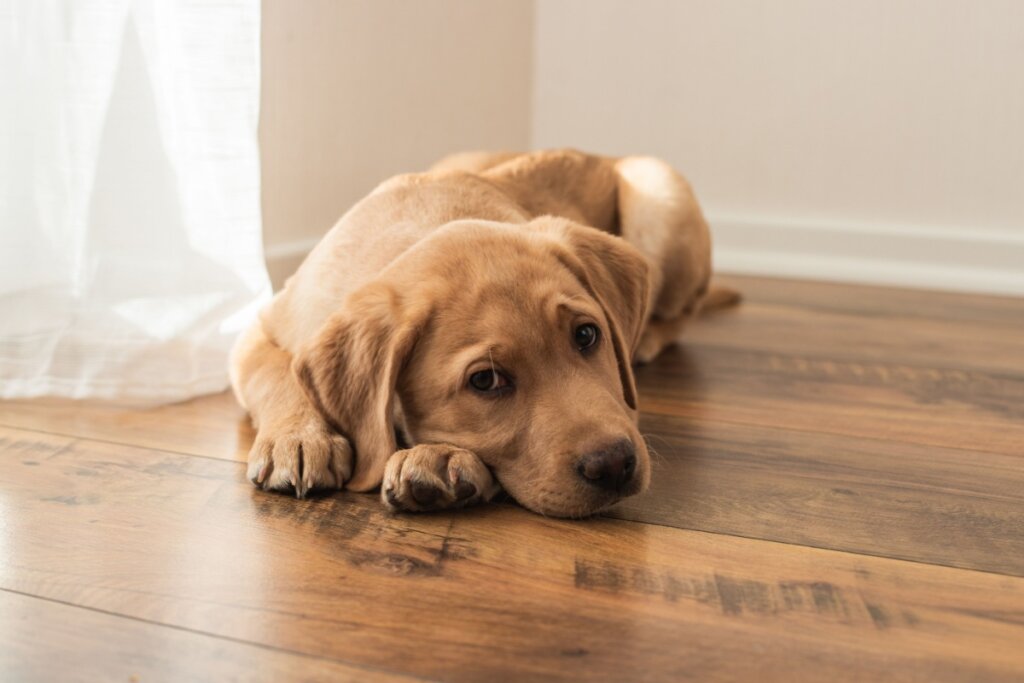 Filhote de cachorro sentado no chão da sala com uma expressão triste