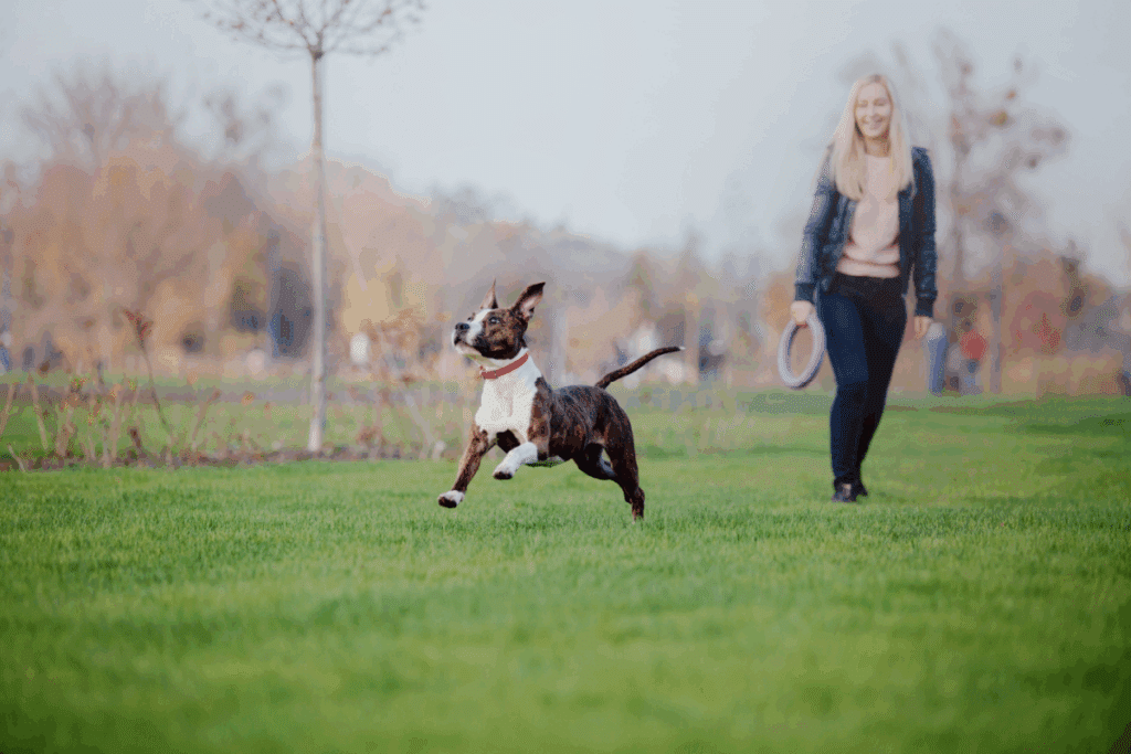 American staffordshire terrier, com pelagem branca e marrom com listras pretas, correndo atrás de um disco em um parque 