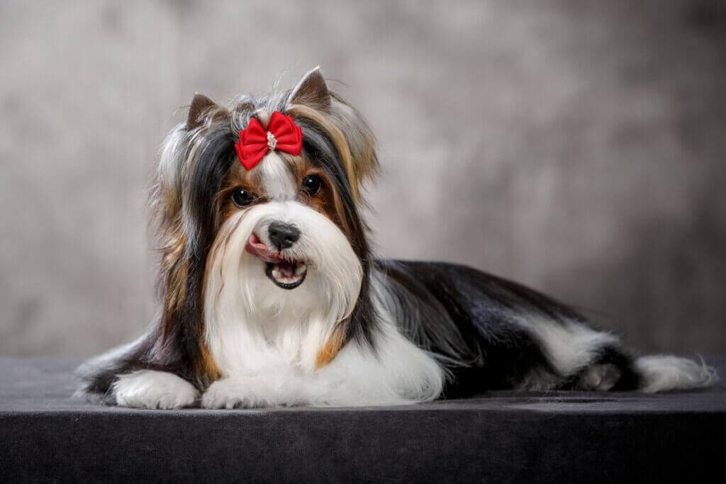 Cadela biewer terrier, com pelagem longa, deitada e com laço vermelho na cabeça