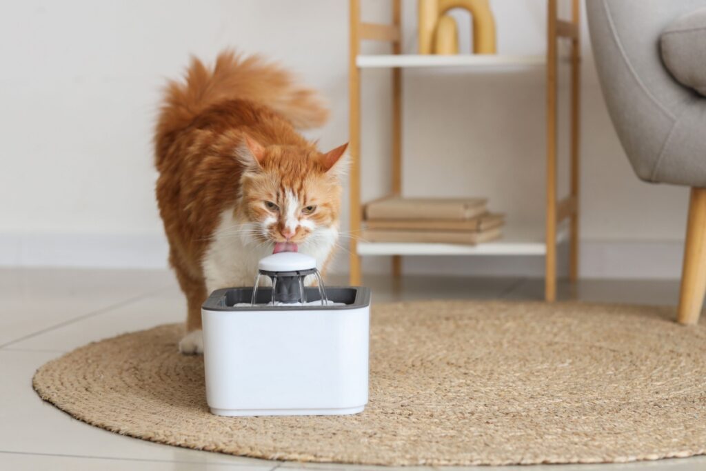 Gato, com pelagem branca e vermelha, bebendo água em um bebedouro