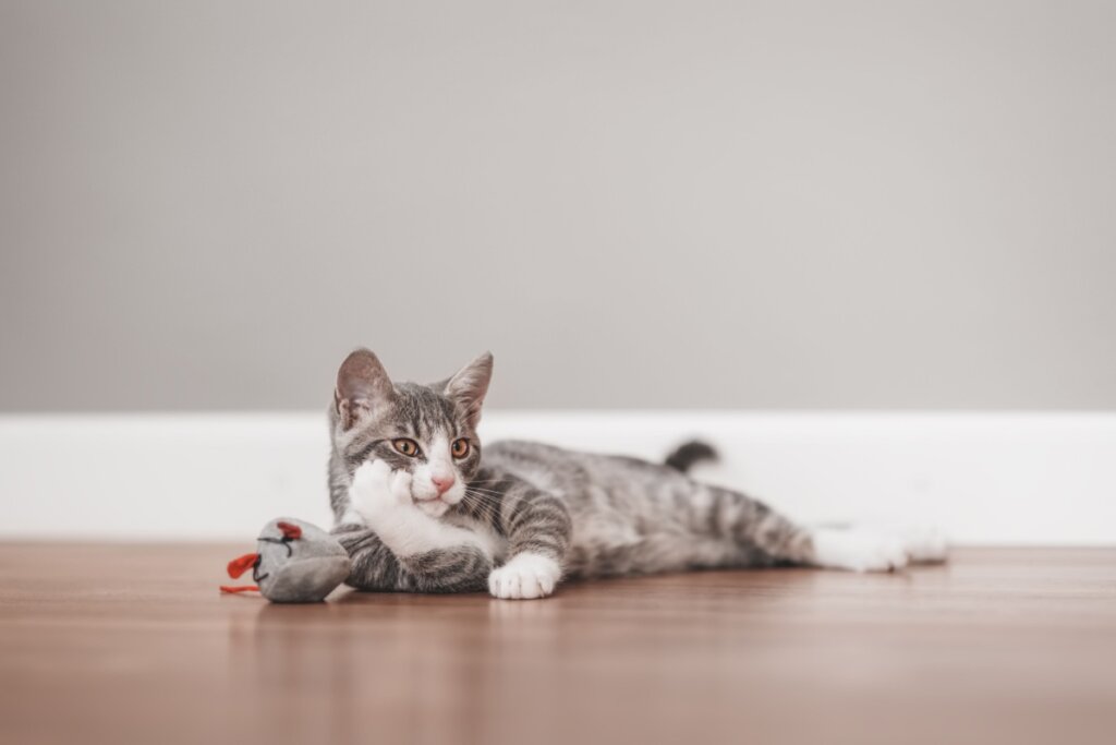 Gato com pelagem branca e cinza apoiando rosto na pata deitado no chão com um brinquedo ao lado
