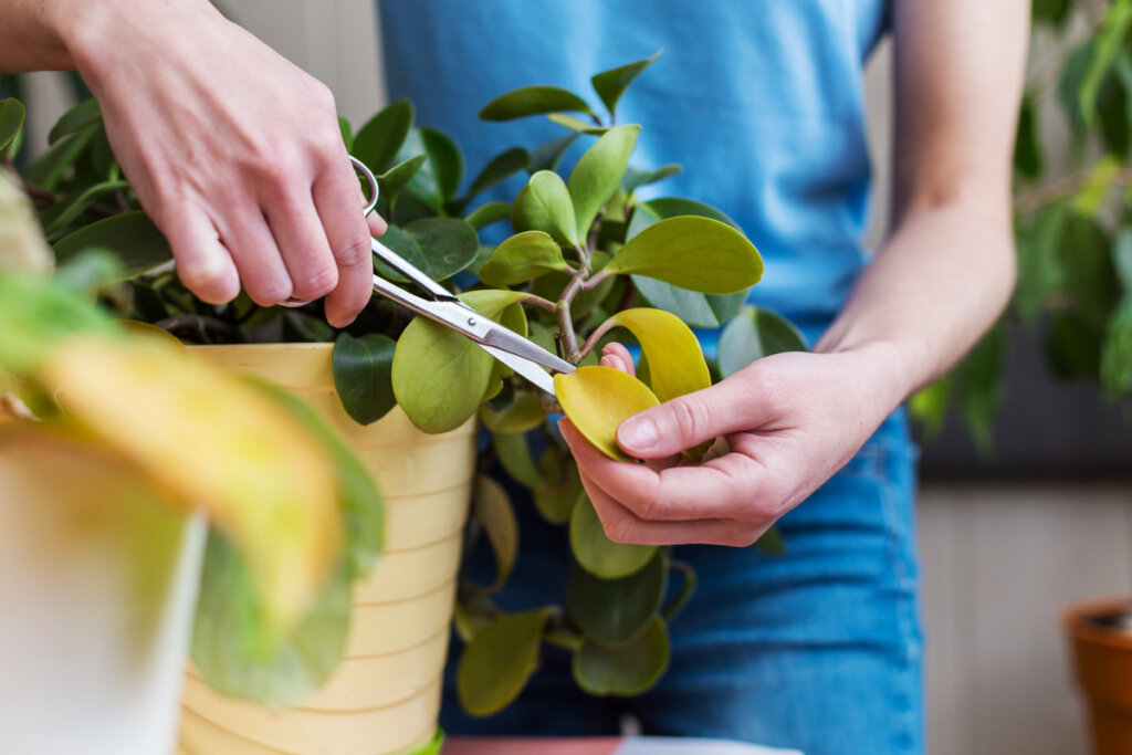 mãos segurando tesoura e cortando folha amarelada de planta. a planta tem folhas verdes e está em vaso amarelo