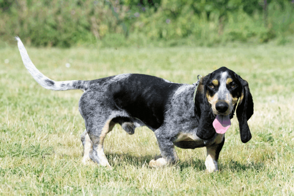 Cão da raça Basset Azul da Gasconha caminhando de frente em um gramado. Ele está com a boca aberta e a língua para fora, mostrando uma expressão alegre. Sua pelagem é preta e cinza-azulada com manchas avermelhadas no rosto, e suas longas orelhas e cauda erguida estão bem visíveis.