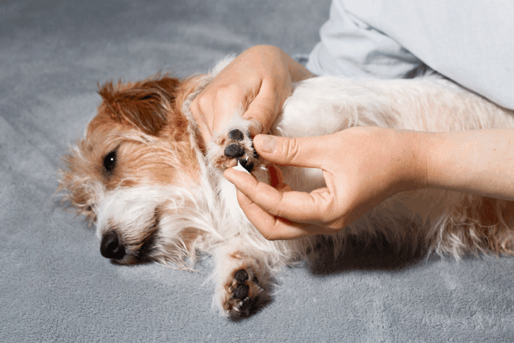 Pessoa aplicando creme hidratante nas almofadinhas da pata de um cachorro pequeno deitado em uma manta cinza.