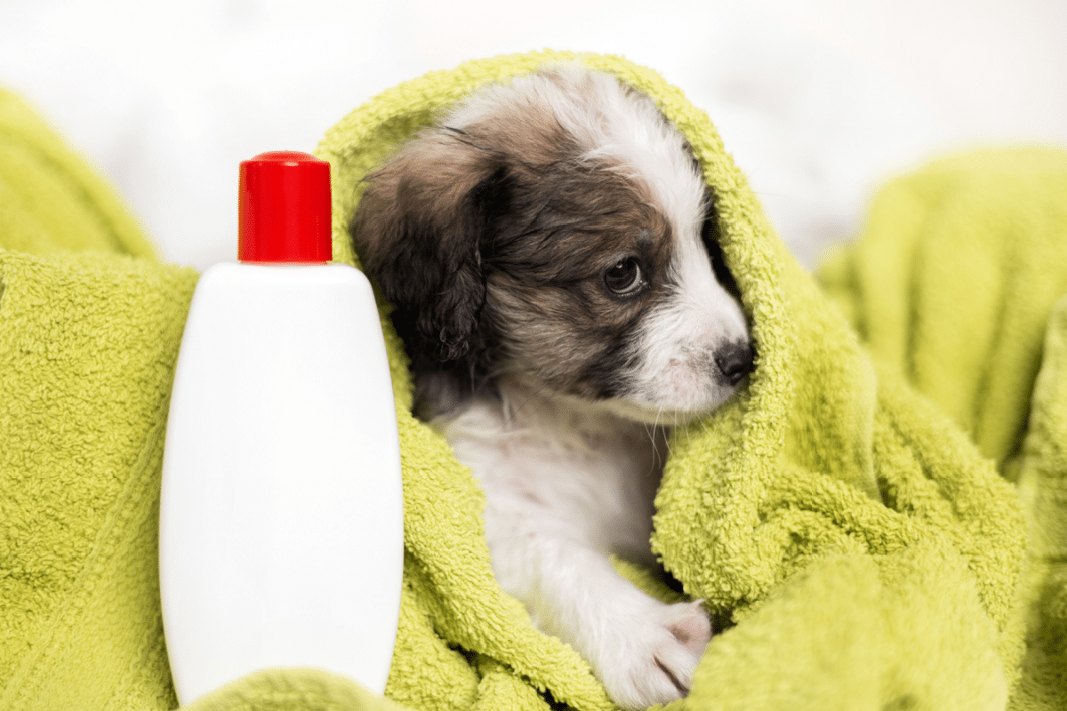 Filhote de cachorro enrolado em uma toalha, frasco branco à frente 
