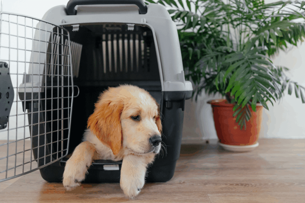 Cachorro filhote dentro de caixa de transporte na sala de estar