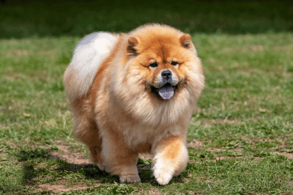 Cachorro com a pelagem marrom e branca e língua azul andando no gramado em parque 