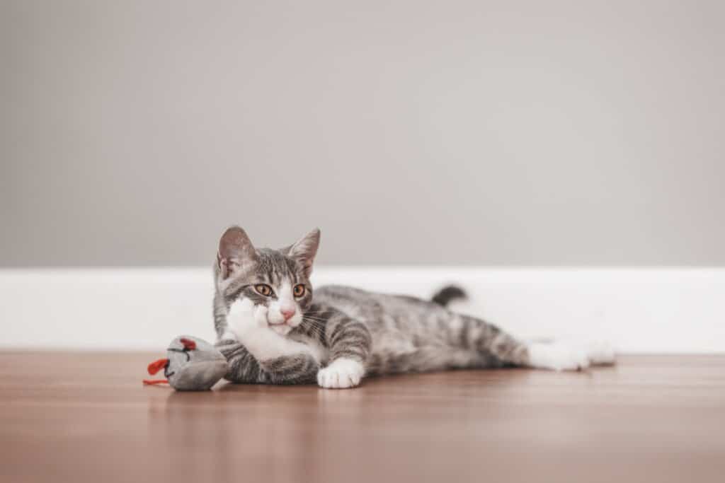 Um gato de pelagem cinza listrada e patas brancas deitado no chão de madeira, apoiando a cabeça em uma das patas dianteiras, ao lado de um ratinho de brinquedo de tecido.
