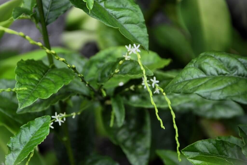 Planta guiné com folhas alongadas de coloração verde em ambiente natural
