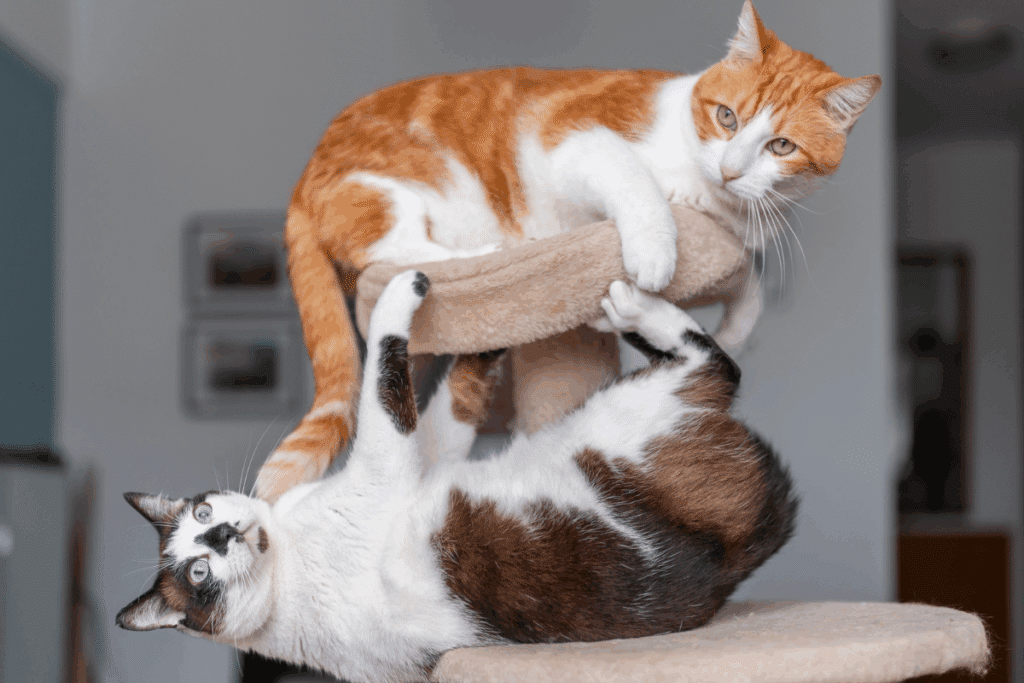 Gato de pelagem branca e alaranjada brincando com outro gato de pelagem branca e marrom em um brinquedo
