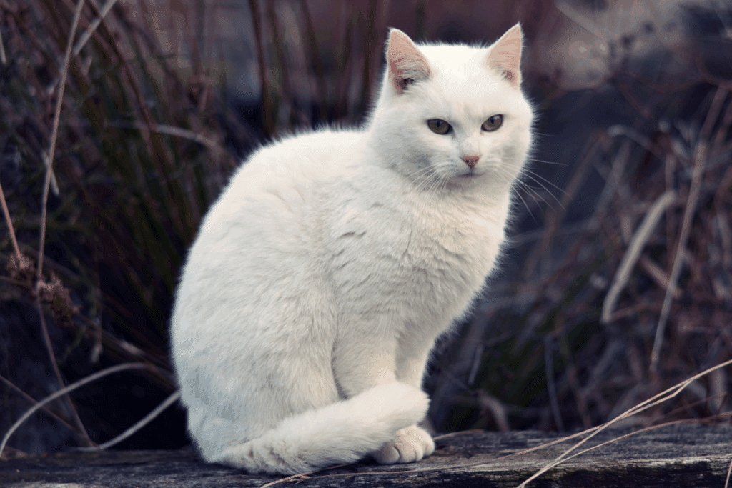 Gato branco sentado e olhando para frente. Folhas secas ao fundo 