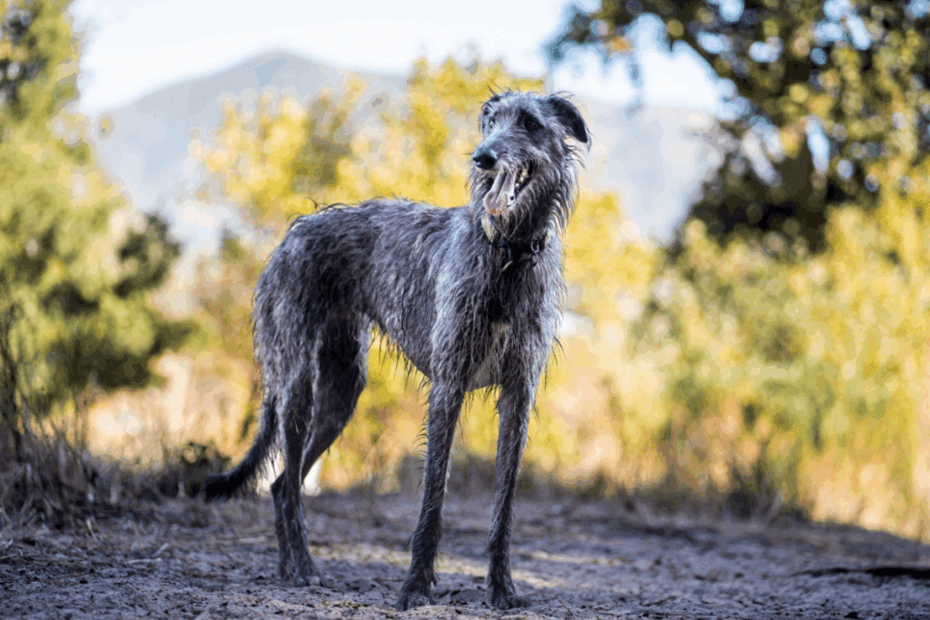 Cão de caça alto, da raça Scottish Deerhound, em pé em um caminho de terra ao ar livre, com pelos ásperos cinzentos, a língua para fora e com vegetação ao fundo sob a luz do sol.