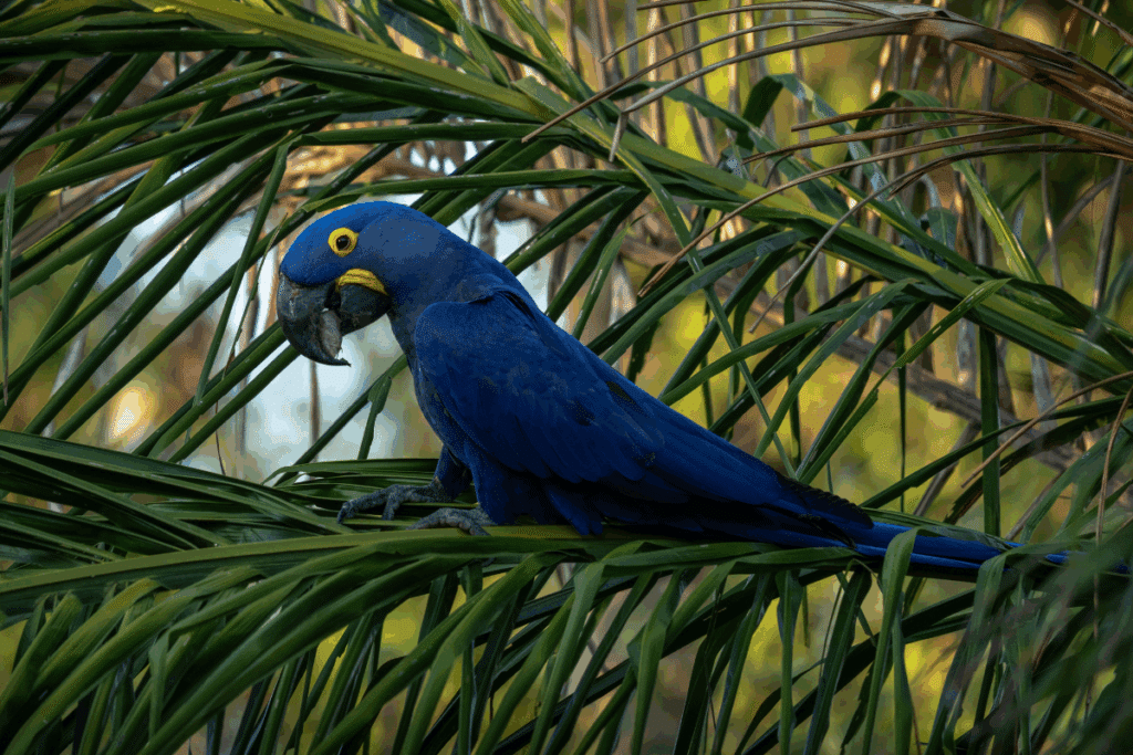 Arara-azul-grande de plumagem azul-intensa com contorno amarelo ao redor do olho e do bico, pousada entre folhagens de palmeira.