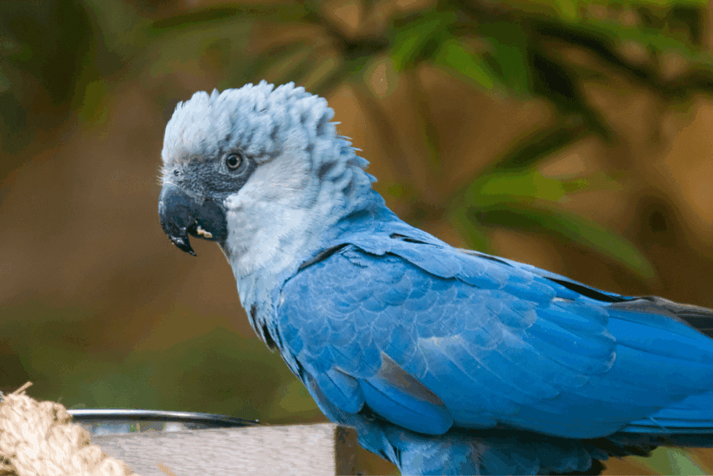 Ararinha-azul com corpo azul-claro, cabeça em tom cinza-azulado e bico escuro, vista em close de perfil contra um fundo verde desfocado.
