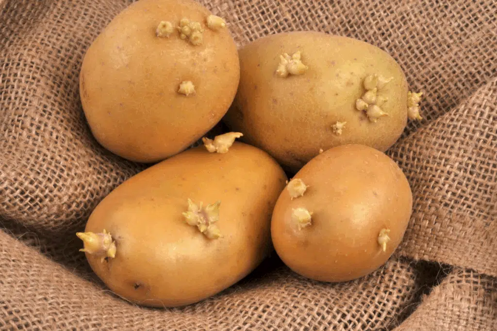 Quatro batatas amareladas com pequenos brotos esverdeados surgindo na casca, dispostas sobre um tecido rústico de juta marrom.
