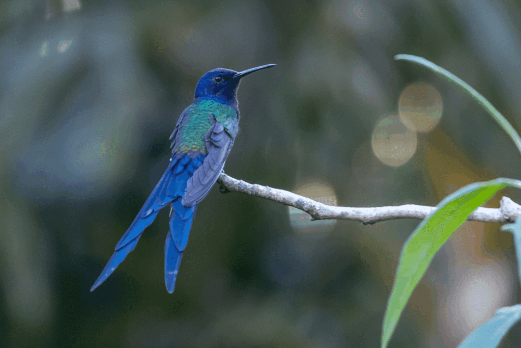 Beija-flor-tesoura com cabeça azul-escura, dorso verde-brilhante e cauda longa bifurcada em tom azul, visto de costas pousado em um galho fino sobre fundo verde desfocado.