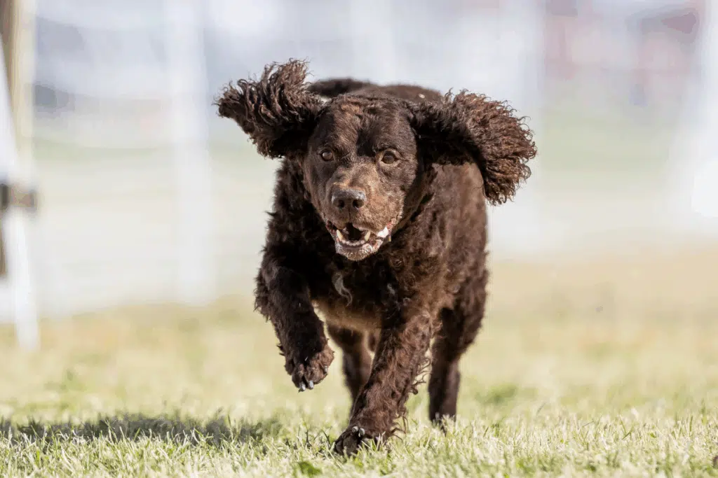 Foto de frente de um cão d'água americano de pelagem marrom e cacheada correndo na grama com as orelhas ao vento