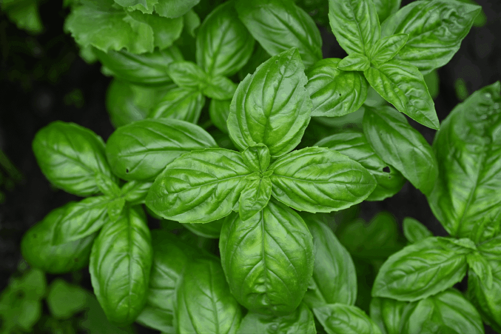 Visão superior de folhas frescas e brilhantes de manjericão verde crescendo em um jardim.