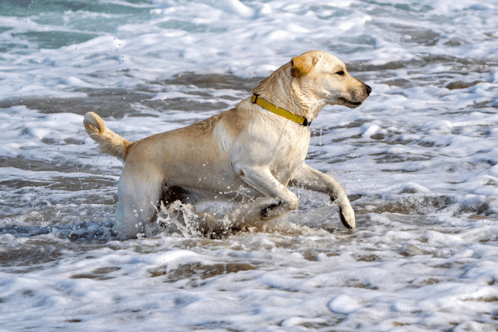 Labrador Retriever com pelagem curta e amarela correndo na água e com bolinha na boca 