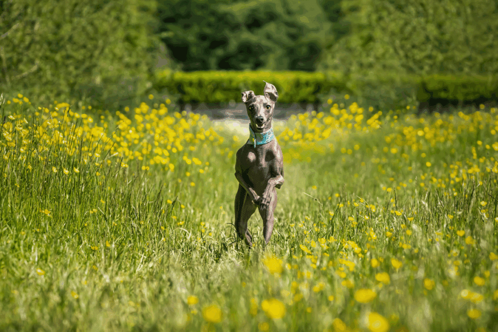 Pequeno lebrel italiano com pelagem curta e cinza correndo em um jardim com flores amarelas