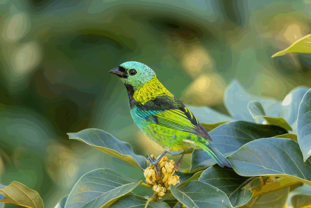 Pássaro pequeno com plumagem em tons de verde-esmeralda, amarelo e azul, pousado sobre folhas grandes.