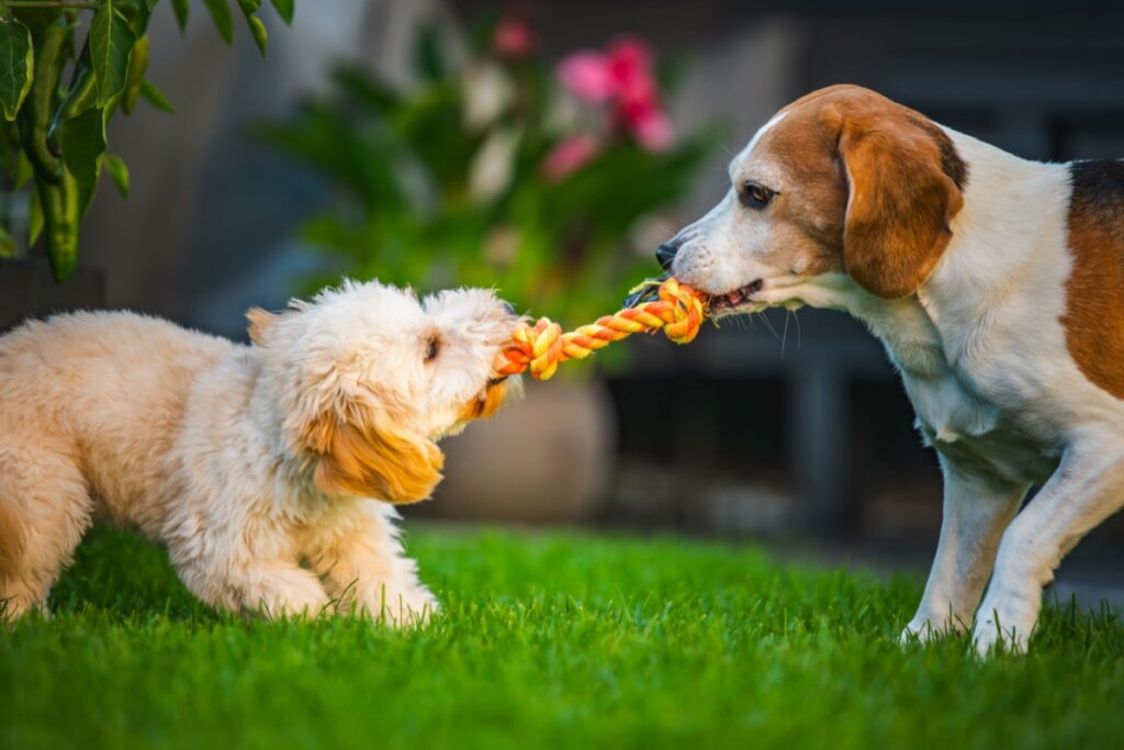 Dois cães brincalhões, um Beagle e um filhote de Maltipoo macio, alegremente se envolvem em um jogo de cabo de guerra com um brinquedo de corda colorido em um gramado verde vibrante em um quintal ensolarado.