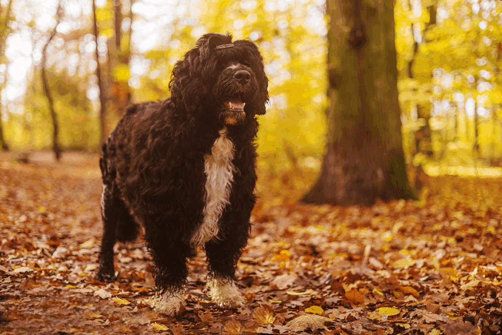 Cachorro com pelagem preta e branca enrolada de pé em área aberta