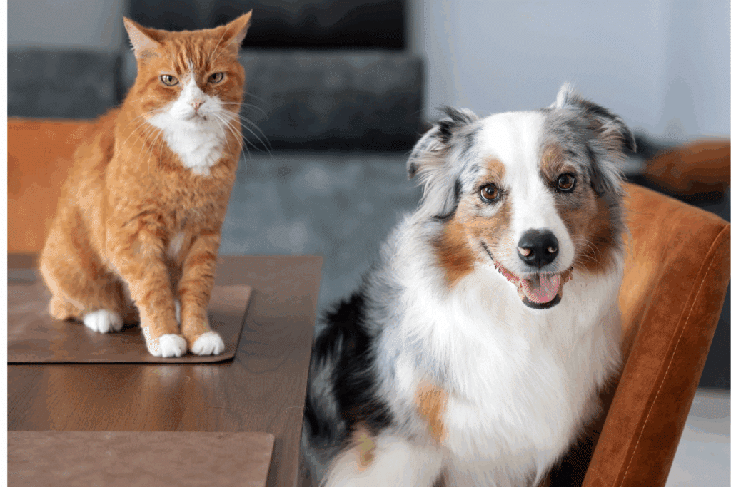 Gato com pelagem ruiva e branca, sentado sobre uma mesa. Ao lado, cachorro com pelagem branca, cinza e bege, sentado em uma cadeira. Ambos olham para a câmera