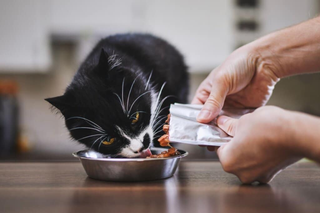 Mãos colocado sache no pote de um gato enquanto ele lambe o recipiente