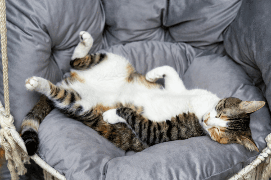 Gato com pelagem cinza e branca dormindo de barriga para cima em cadeira cinza