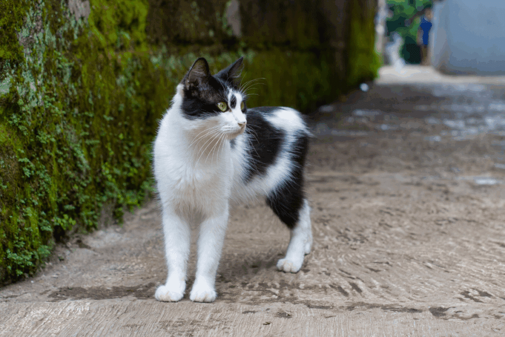Gato com pelagem branca e preta em pé em uma calçada