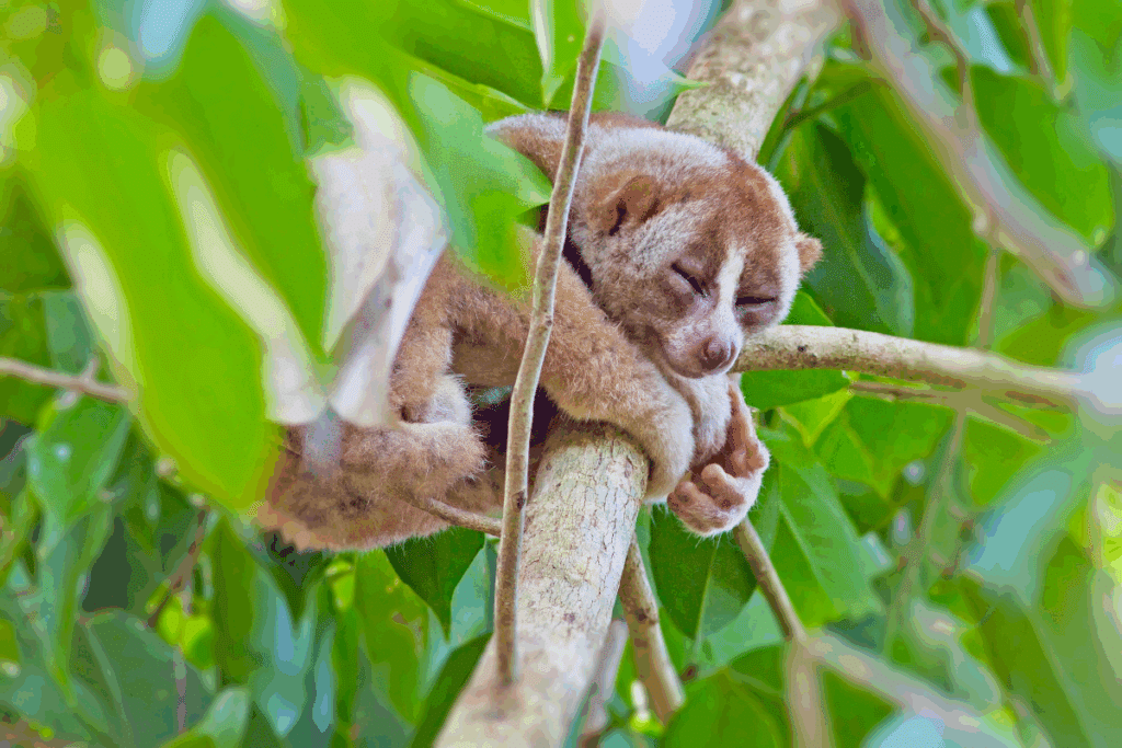 A imagem mostra um lóris-lento descansando sobre o galho de uma árvore em meio à vegetação. O pequeno primata aparece com os olhos semicerrados, em uma posição relaxada, abraçando o galho com as patas enquanto permanece parcialmente escondido entre folhas verdes