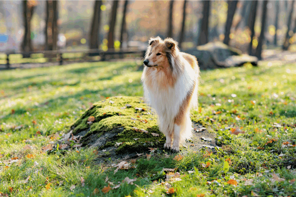 Cachorro de porte grande, com pelagem branca e bege, em pé em uma pedra na floresta