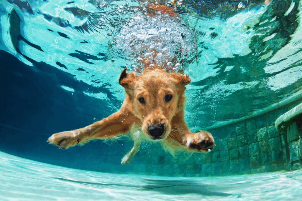 Cão nadando embaixo d'água em uma piscina clara, olhando diretamente para a câmera com as patas dianteiras estendidas.