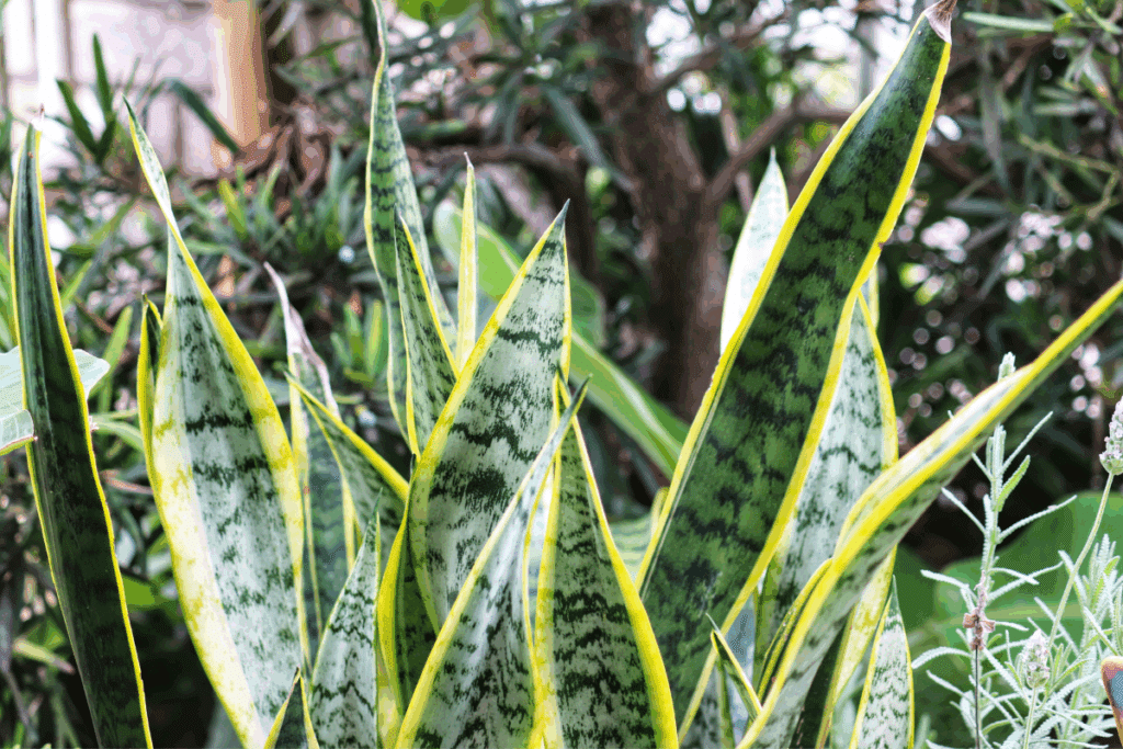 Planta espada-de-são-jorge com folhas longas, eretas e pontiagudas, em tons de verde com padrões ondulados e bordas amareladas. Ela está cercada por outras plantas ao fundo.