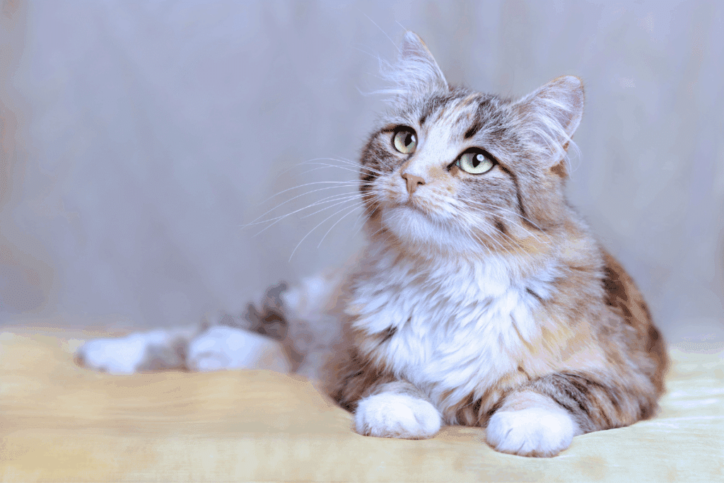 Um gato peludo de pelagem tricolor (mesclado em tons de bege, marrom, cinza e branco) deitado de bruços sobre uma superfície clara. O gato tem olhos verde-amarelados, patinhas brancas e está olhando atento para o alto e para a esquerda.