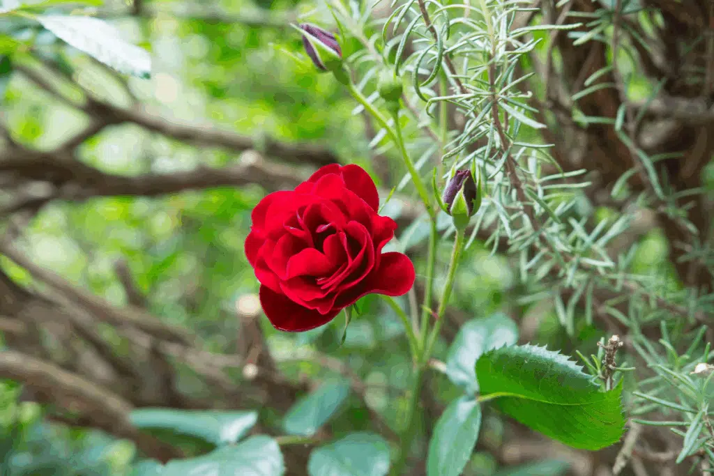 Rosa vermelha aberta em meio a folhagens e ramos de alecrim no jardim, com um botão fechado ao lado.